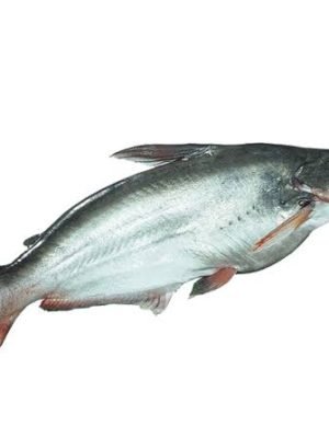 PANGASH (GUTTED) 4kg+