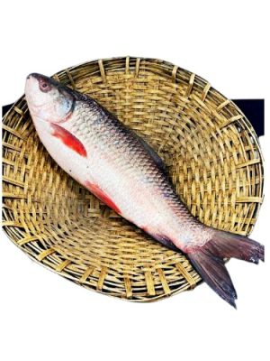 ROHU (GUTTED) 6+ kg